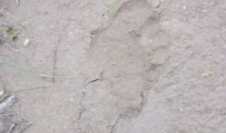 translated from Spanish: They found footprints and are investigating whether they are gorilla that is on the loose in San Luis