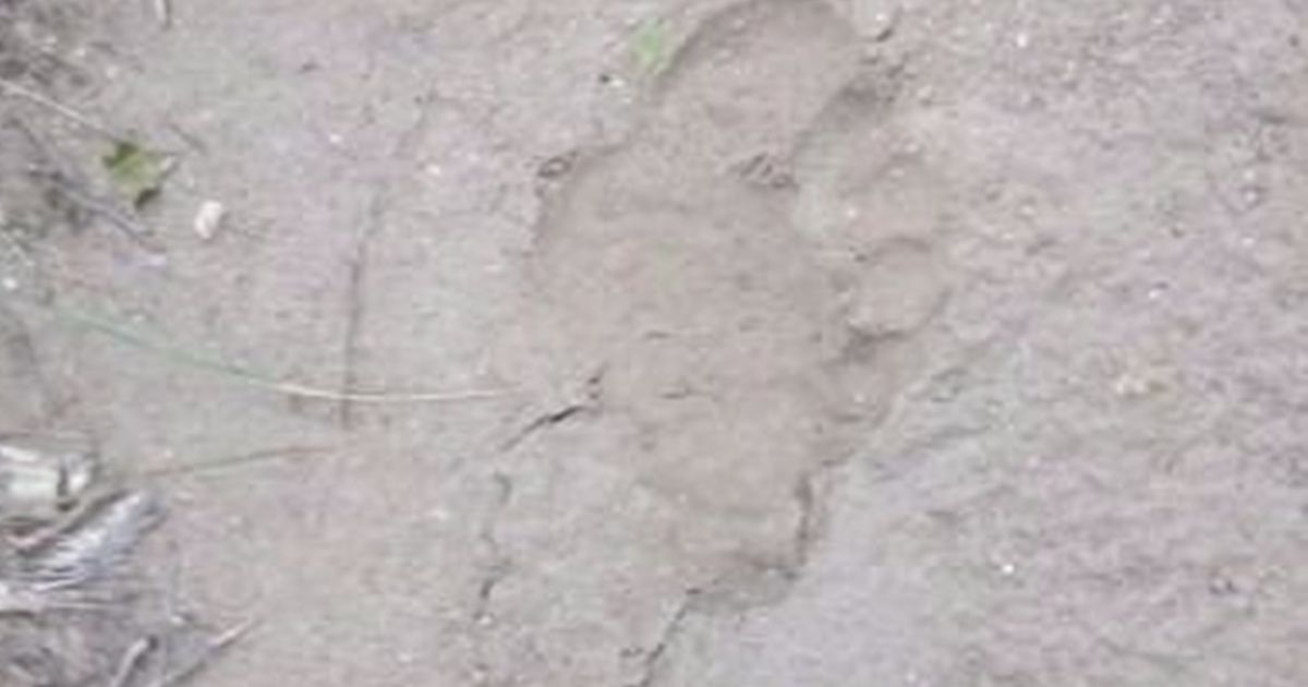 They found footprints and are investigating whether they are gorilla that is on the loose in San Luis