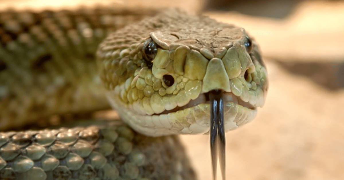 VIDEO: Brutal pelea entre dos serpientes venenosas