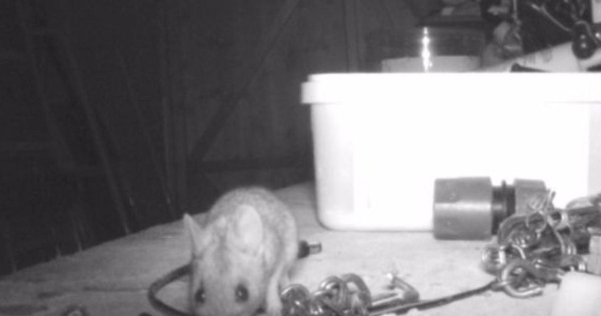 Video: hombre descubre que un ratón ordena su taller cada noche
