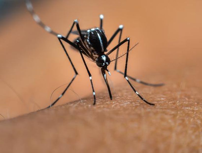 Canción de DJ Skrillex ahuyenta al peligroso mosquito 'Aedes aegypti'