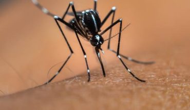 Canción de DJ Skrillex ahuyenta al peligroso mosquito ‘Aedes aegypti’