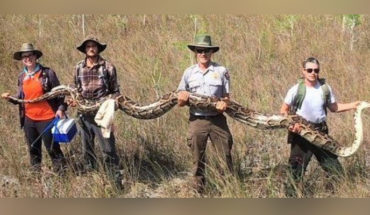Capturan una enorme pitón de 5 metros y 64 kilos en Florida, Estados Unidos
