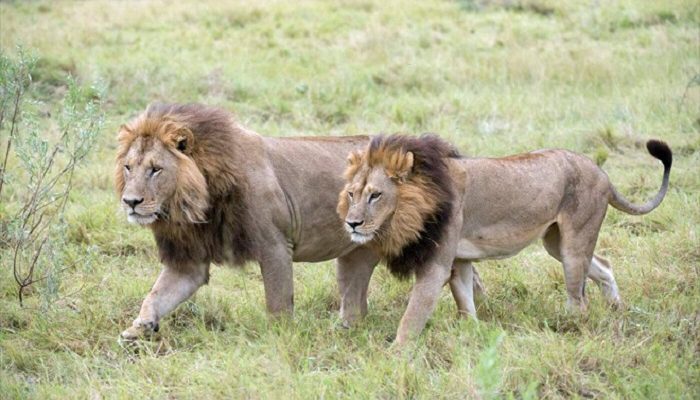 Cazador de rinocerontes murió al ser atacado por un elefante y devorado por leones