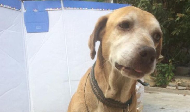 Deko: el perrito que tuvo que “vender” postres para pagar su quimioterapia