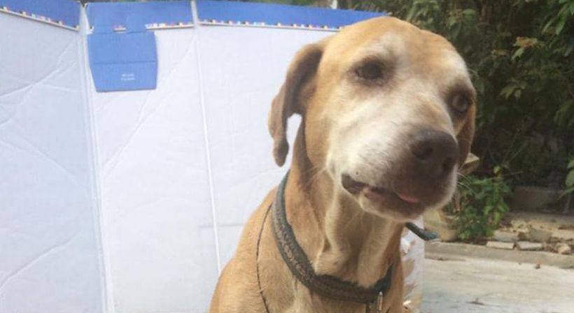 Deko: el perrito que tuvo que "vender" postres para pagar su quimioterapia