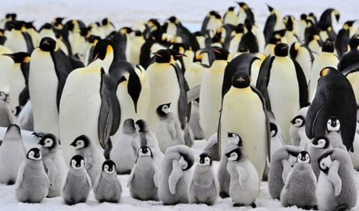 Desaparece segunda colonia más grande de pingüinos después de que se ahogaran miles de crías