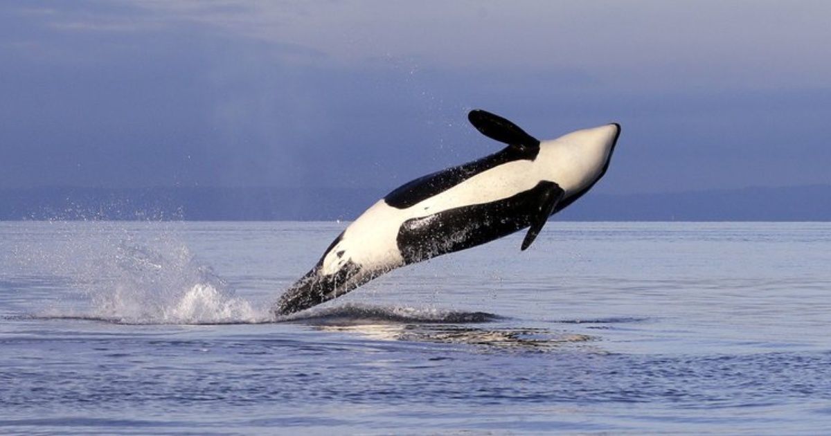 EEUU: Buscan restringir pesca de salmón para ayudar a orcas