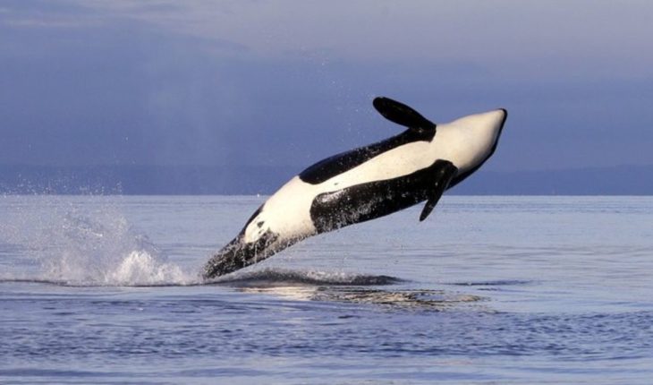 EEUU: Buscan restringir pesca de salmón para ayudar a orcas