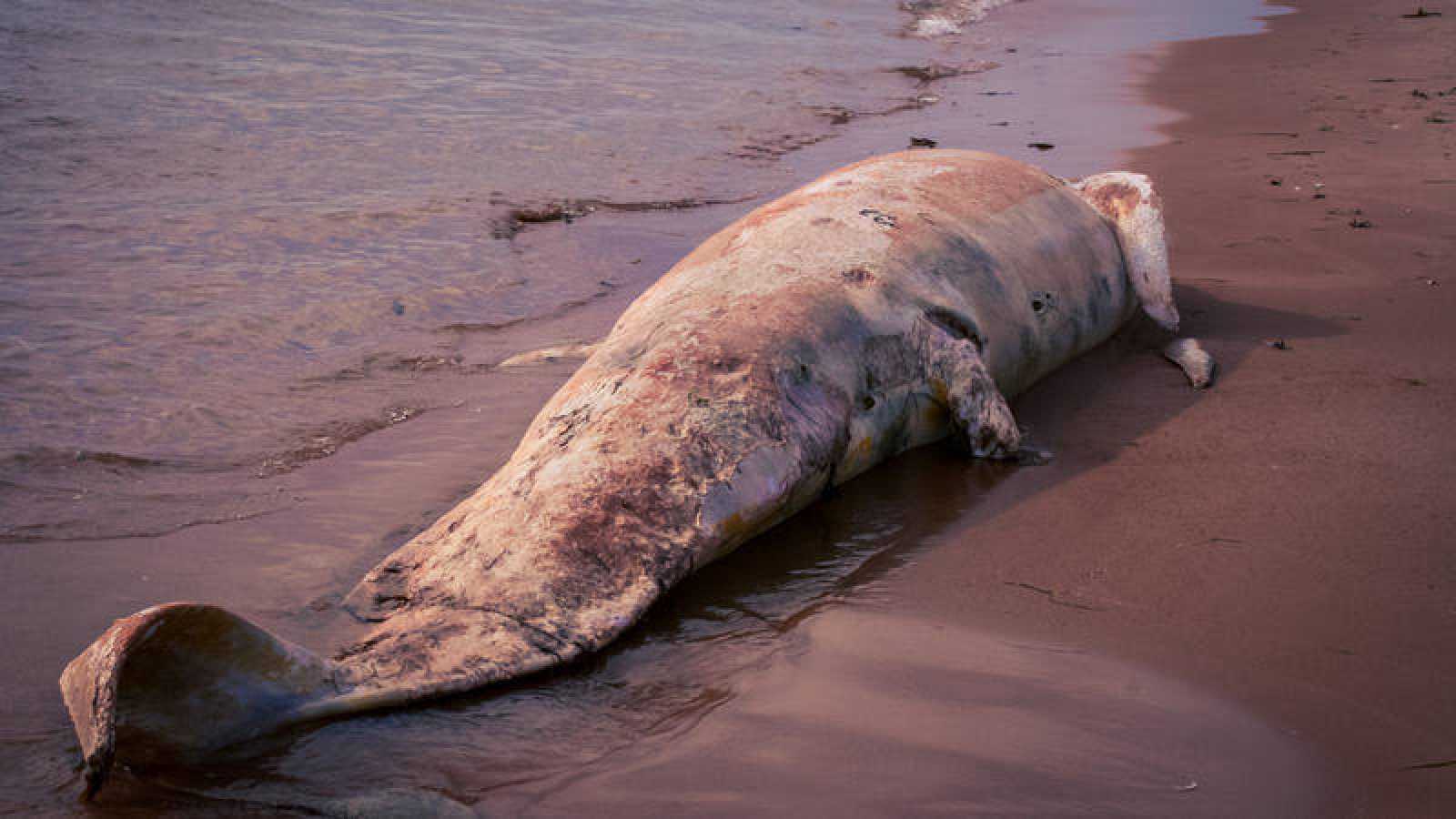 Encuentran ballena muerta en Italia con 20 kilos de plástico