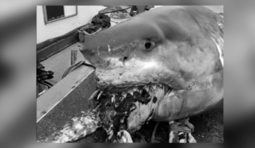 Enorme tiburón muere atragantado por una tortuga