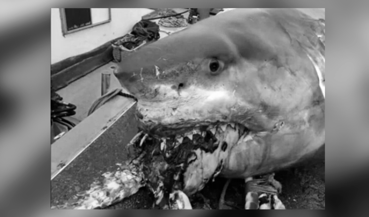 Enorme tiburón muere atragantado por una tortuga