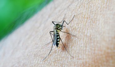 Inicia la temporada del dengue te decimos cómo prevenirlo