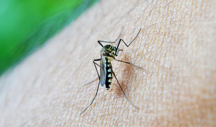 Inicia la temporada del dengue te decimos cómo prevenirlo