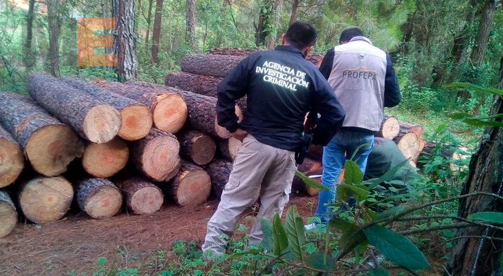 Investigan cambio de suelo en un bosque de Salvador Escalante, Michoacán