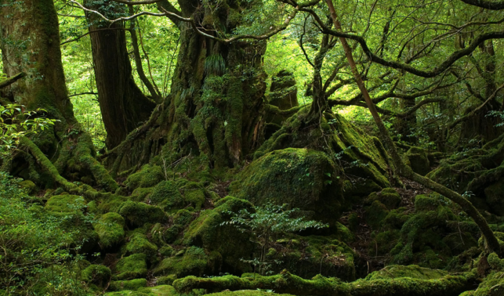 Los bosques de Chile y la COP 25