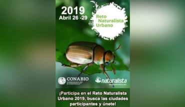 Más de 50 ciudades de México competirán en el desafío mundial: Reto Naturalista Urbano 2019