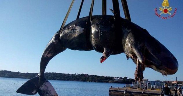 Otra ballena fue hallada muerta por el plástico en su interior