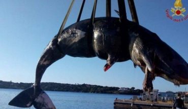 Otra ballena fue hallada muerta por el plástico en su interior