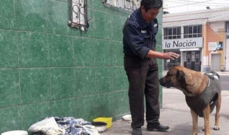 Perrito lleva cuatro días esperando en una esquina a su dueño que murió atropellado