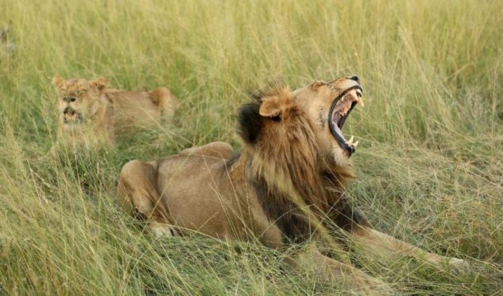 Un elefante mata a un cazador furtivo y su cuerpo es devorado por leones en Sudáfrica