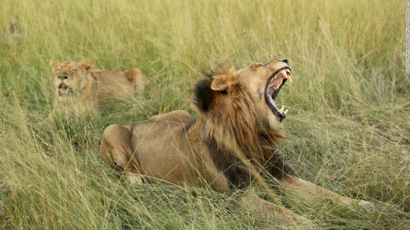 Un elefante mata a un cazador furtivo y su cuerpo es devorado por leones en Sudáfrica