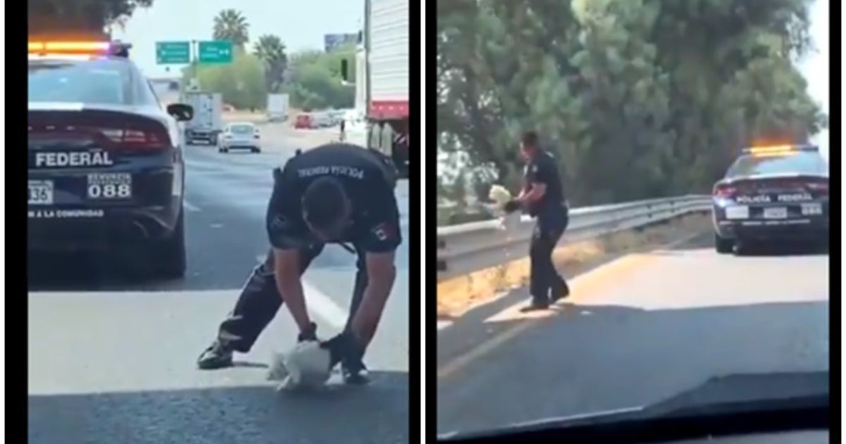 Video. Policía Federal salva a perrito herido en carretera
