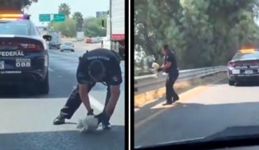 Video. Policía Federal salva a perrito herido en carretera