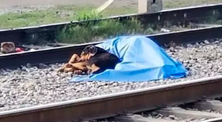 Dog lies next to the body of his master who had died run over by train in NL