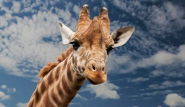 translated from Spanish: Giraffe, a species in danger of extinction