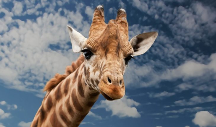 translated from Spanish: Giraffe, a species in danger of extinction