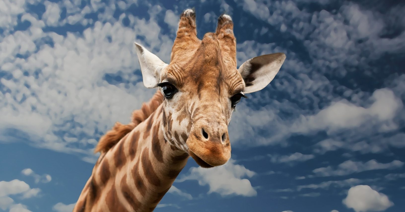 Giraffe, a species in danger of extinction