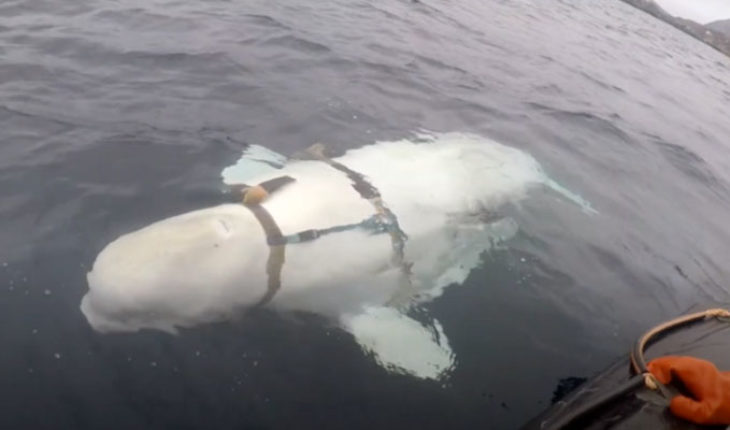 translated from Spanish: In Norway they are a whale beluga with a tight harness