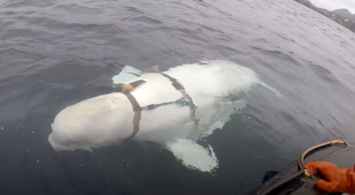 In Norway they are a whale beluga with a tight harness