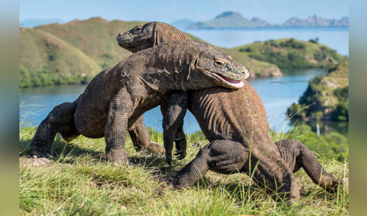 translated from Spanish: Indonesia closed on Komodo Island tourists, were robbed dragons