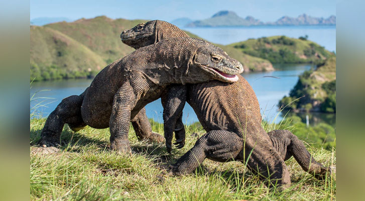 Indonesia closed on Komodo Island tourists, were robbed dragons