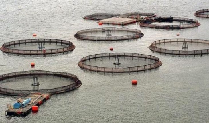 translated from Spanish: Salmon farming and indigenous peoples – El Mostrador