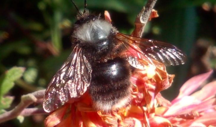 translated from Spanish: The Apocalypse of the bees at the hands of a bee… exotic