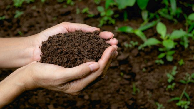 The revolutionary law that allows to convert human corpses into fertilizer for gardens
