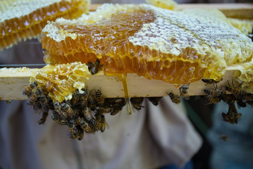 Apicultores brasileños encuentran medio billón de abejas muertas