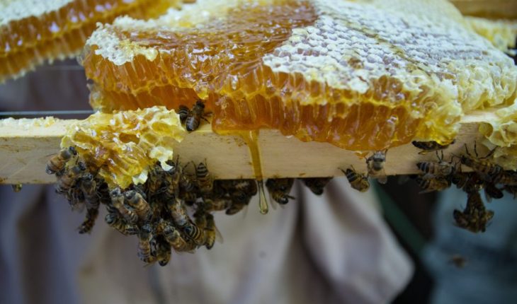 Apicultores brasileños encuentran medio billón de abejas muertas