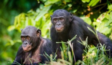 Bonobos, la especie en la que las madres controlan el comportamiento sexual de sus hijos varones