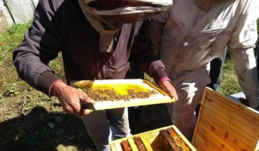Estudio determina que miel de Alto Biobío es única en el mundo