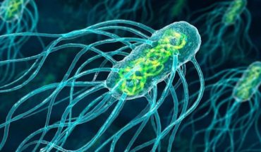Investigadores desarrollan terapia contra el cáncer con bacterias de Salmonella