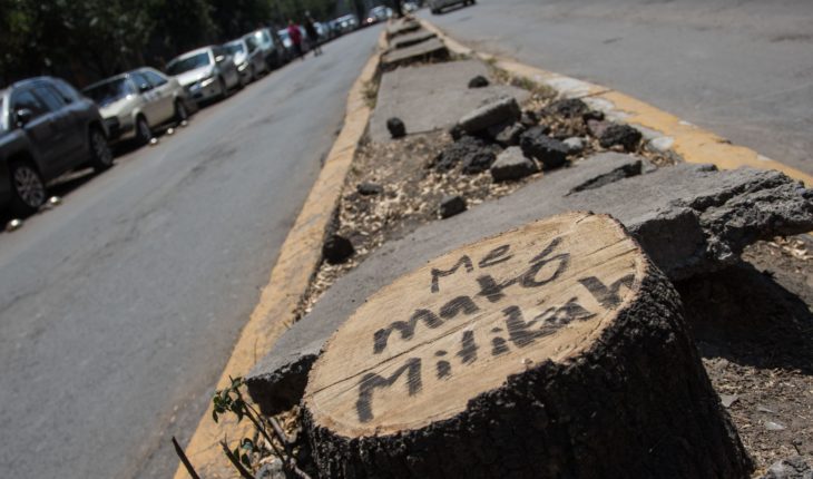Multa a Mítikha sería de 25 mdp por tala de árboles: Sheinbaum