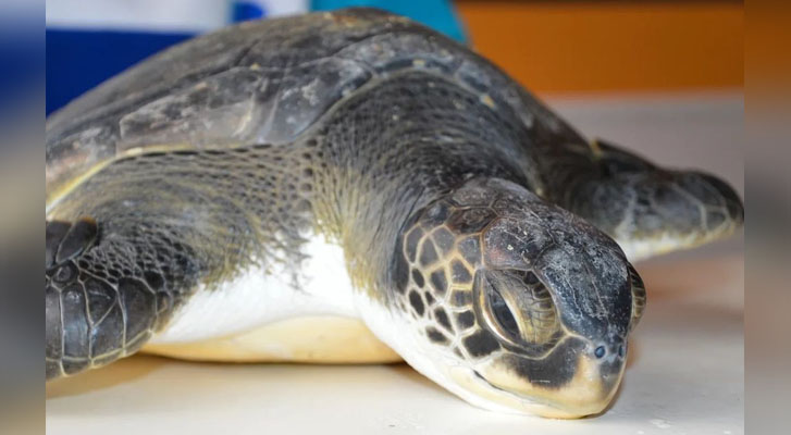 Rescatan a una tortuga en peligro de extinción, defecaba solo basura