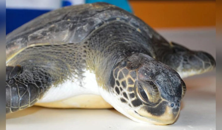 Rescatan a una tortuga en peligro de extinción, defecaba solo basura