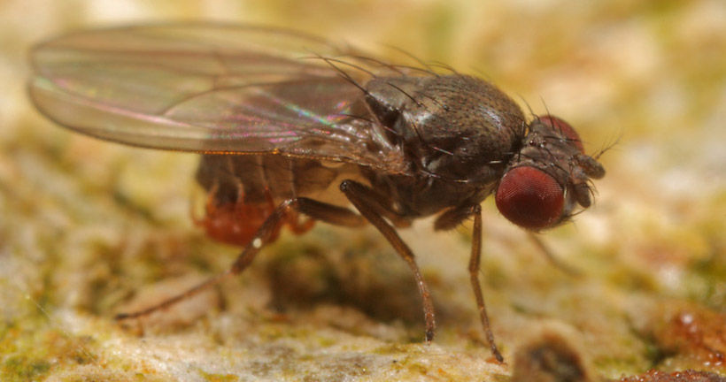 Reveladora investigación chilena revela cómo insectos evolucionan ante el cambio climático