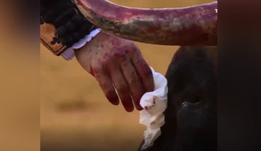 Torero limpia las lágrimas de un toro antes de matarlo, en España