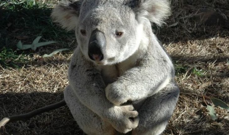 translated from Spanish: In Australia they declare that koalas are “functionally extinct”
